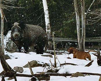 Villisikajahdissa - hunting wild boar