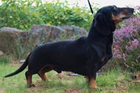 Revbergets
                Balder