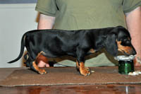 Keski-Maan Laventeli