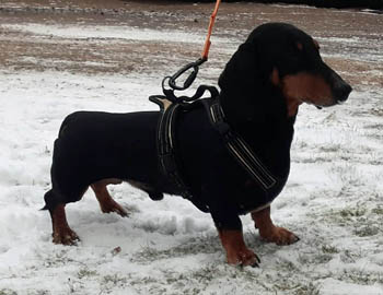 Keski-Maan
                                                          Mithrandir