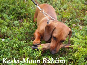 Keski-Maan Rubiini