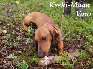 Keski-Maan Voro